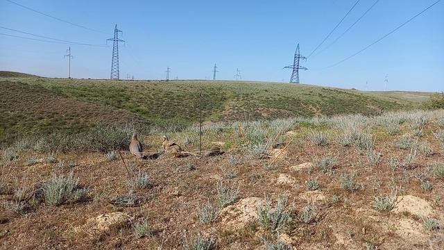 Chakoor ka Shikar Partridge Hunting (охота кеклики )keklik avı صيد الحجل chasse à la perdrix смотреть онлайн