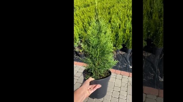 Мала Голландія, Туя Смарагд смотреть онлайн