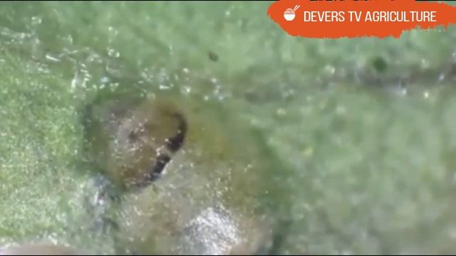 Cycle de vie tuta absuluta■ دورة حياة توتاابسولوتا смотреть онлайн