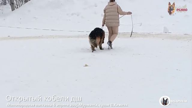 ОТКРЫТЫЙ КОБЕЛИ ДШ / КЧК МУРМАНСК 6 апреля`25 В.Хижняк Моно немецких овчарок