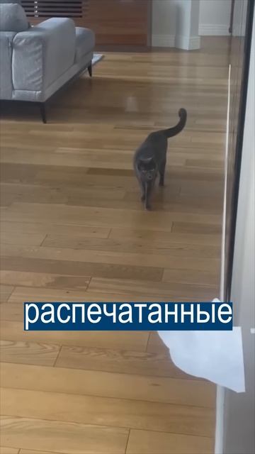 Прости, у нас новый кот: самый бессердечный пранк смотреть онлайн