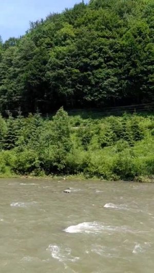 Тече Тиса в Закарпатті. #україна #ukraine #шортс #закарпаття #річка #карпати #подорож