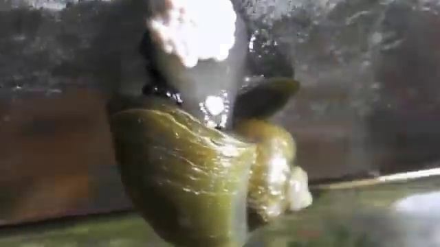 Caracol manzana poniendo huevos смотреть онлайн