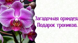 Орхидея — паразит?!..Как ее вырастить дома? Секретами делится прекрасная Гузалия