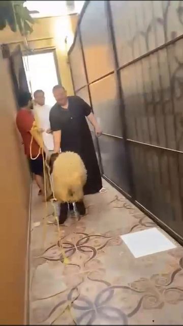 ذبح الخروف يتم بطحه смотреть онлайн