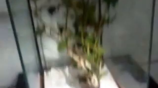 1# élevage , phobaeticus seratipes смотреть онлайн