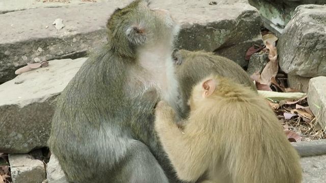 Rose And Her Friend Find The Flea For Old Mother Monkey, Monkey Daily Life смотреть онлайн