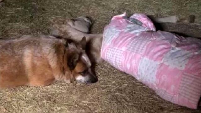 Пёс подошёл к осиротевшему жеребёнку. То, что произошло дальше, надо видеть! смотреть онлайн