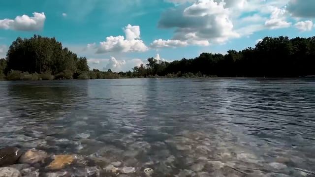 Несчастная ВОЛЧИЦА словно БЕСПОРОДНАЯ ШАВКА была выставлена на продажу в интернете! смотреть онлайн