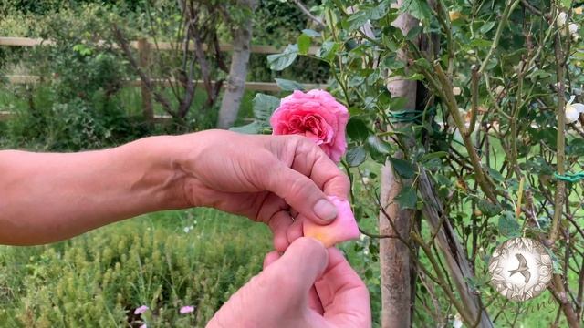 Roses Summer - 2 Minute Forager смотреть онлайн