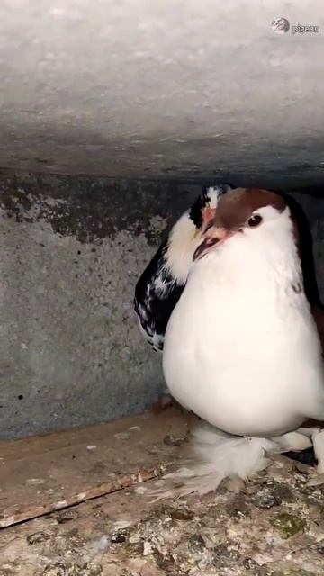 இப்படி பன்னி பாருங்க|#shorts смотреть онлайн