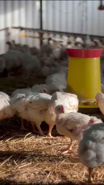 Бройлеры Росс 308