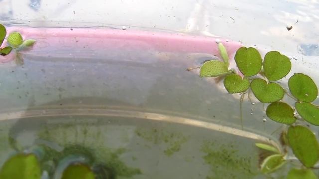 ostracode? смотреть онлайн