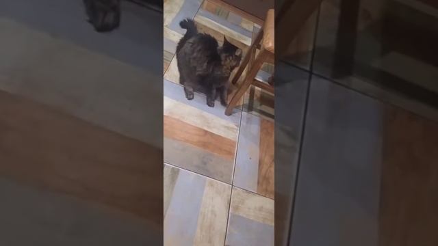 песня Я НЕ ЛЮБЛЮ КОТА! смотреть онлайн
