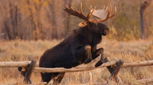 Лось: Рождённый для битвы. Война с волками, медведями, автомобилями и друг другом