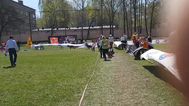 Смоленск 2018 класс молодых сук(3) смотреть онлайн