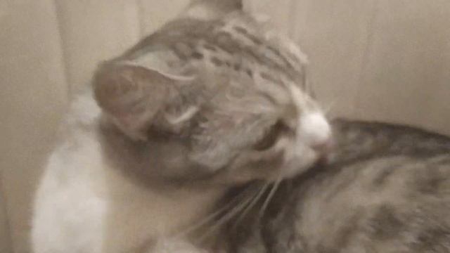 Воздух свободы или кого цапнуть за хвост смотреть онлайн