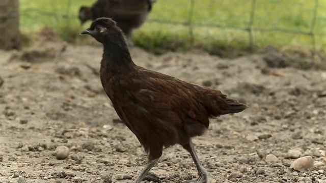 Juvenile Pheasant X Chicken hybrid смотреть онлайн