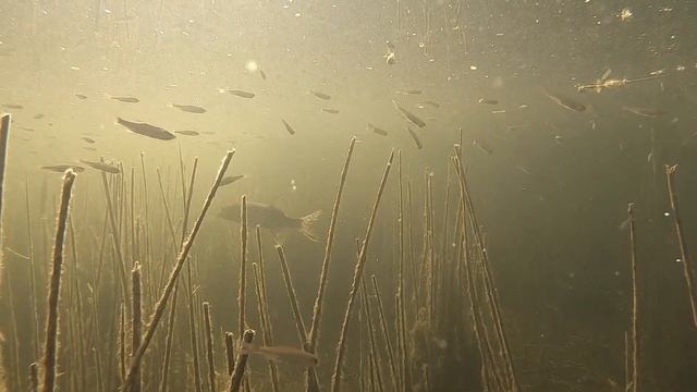 Подводная ФОТО охота / FOTO spearfishing смотреть онлайн