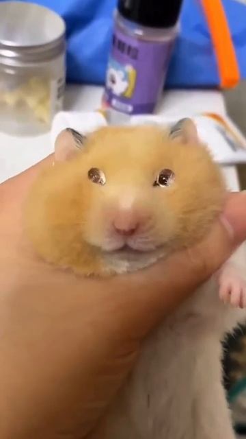 капли в глаза хомяку смотреть онлайн