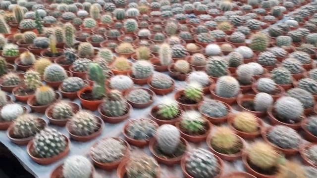 Çiçek  Fiyatları Ve çeşitleri🌷🥀sera Gezisi Part 2 #kaktüs #sukulent #çiçekçeşitleri