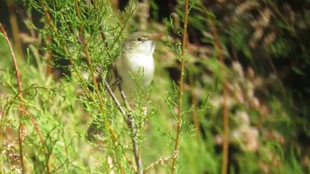 Western Olivaceous/Isabelline Warbler at Alora, Spain in early May 2012 смотреть онлайн