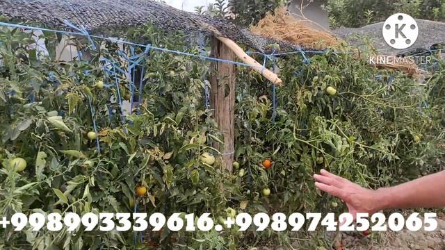 Янги технология 🍅🍅 помидордан йерда Кандай купрок хосил олса булади.+998993339616.+998974252065. смотреть онлайн