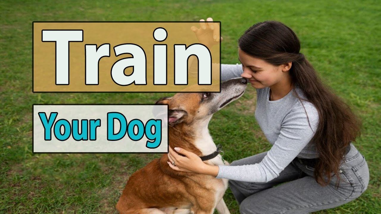 How to train a dog l Dog attack training guide l Guard dog training puppy смотреть онлайн
