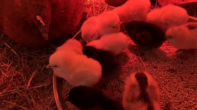 Квочке отдала цыплят_Цыпляткам 1-2 дня🐣🐥🐣капаю грядки😊14 апреля 2025 года смотреть онлайн