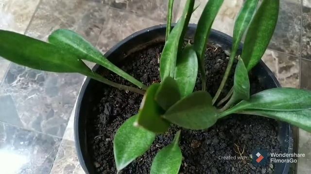 Sansevieria Concinna смотреть онлайн