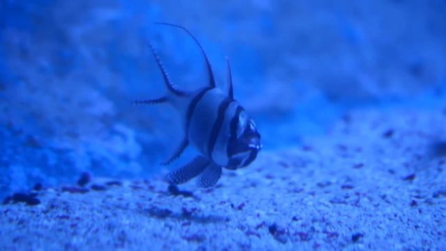 Pterapogon Kauderni смотреть онлайн