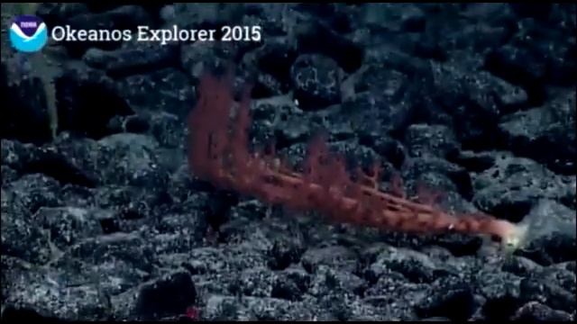 NOAA Ocean Explorer in Hawaii Part 5 смотреть онлайн