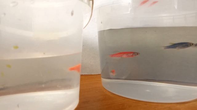 Рыбки данио. смотреть онлайн