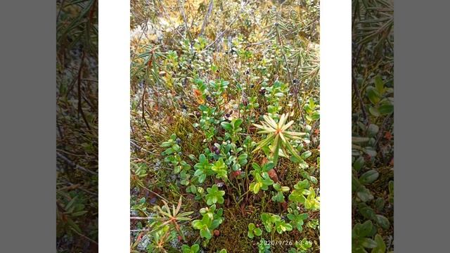 28 сентября 2020 г. Отдых на природе. Ямало-Ненецкий автономный округ.Кто любит лес поставьте 👍 смотреть онлайн