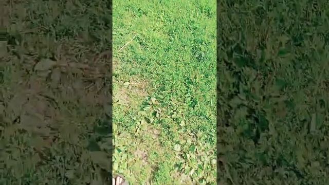 завожу трактор который я купил