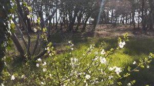 Пробуждение природы