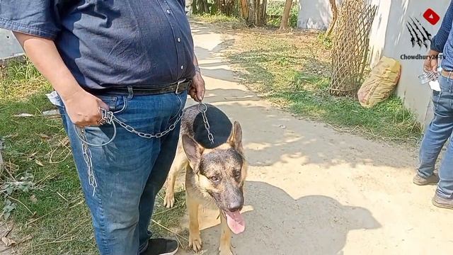 German Shepherd| Guard dog selection| Best guard dog|Gsd puppy price|Dog farm in Bangladesh| #gsdb смотреть онлайн
