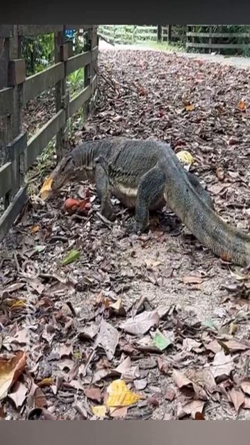 ВАРАН Звук варана