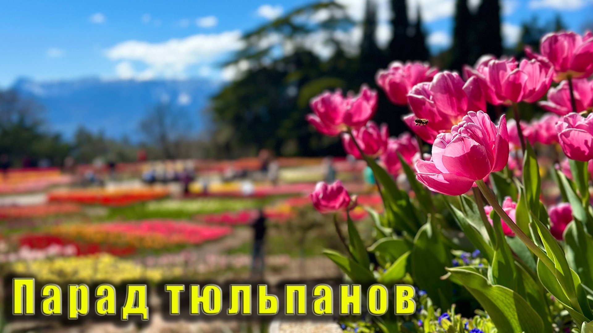 ПАРАД ТЮЛЬПАНОВ 2025 в Никитском ботаническом саду. Крым 14 апреля 2025г. смотреть онлайн