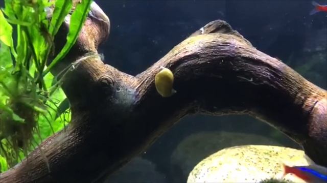 Huge Pond Snail In Aquarium смотреть онлайн