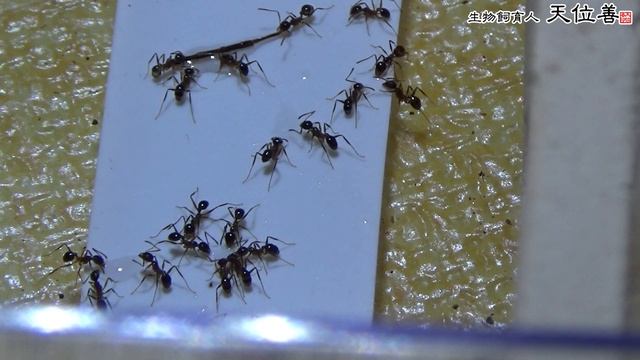 혹개미의 식사시간 смотреть онлайн