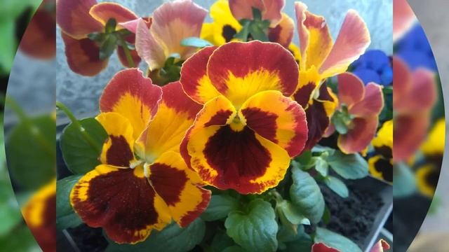 НАША БАБУШКА В МАМИНЫХ ЦВЕТАХ НА НАШЕМ БАЛКОНЕ!#Тамара Ушакова смотреть онлайн