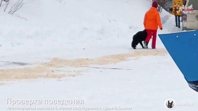 Aderheiden Hof KYARA - №29  / КЧК МУРМАНСК 6 апреля`25 В.Хижняк Моно немецких овчарок