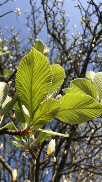 Whitebeam -branches, twigs & leaves - April 2021 смотреть онлайн