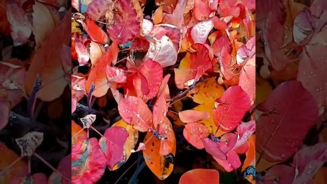 Осень смотреть онлайн