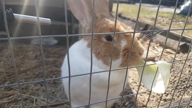 14.04.2018. Маленькая жорка капусты. Кролик Принцесса Лея. смотреть онлайн