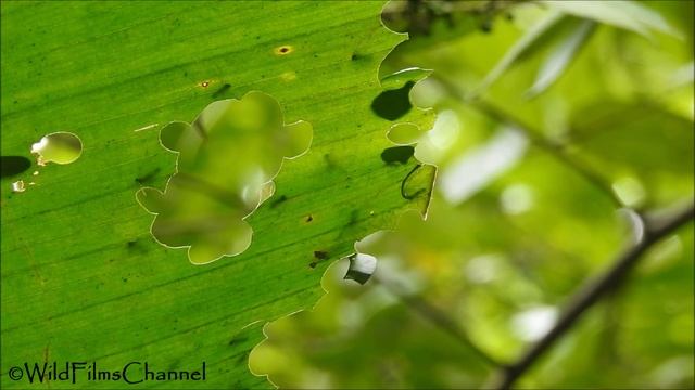 Zompopas, Hormigas cortadoras de hojas, Leafcutter Ants (Atta cephalotes) смотреть онлайн