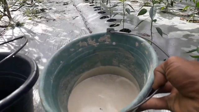 part 7 cmk slim.pemberian pupuk cabe umur 1 bulan,pola 1.2.1 смотреть онлайн