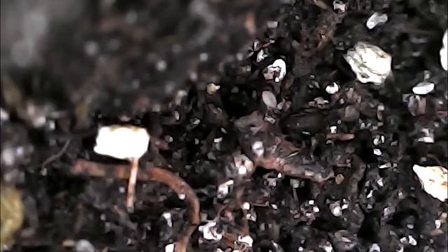 Stratiolaelaps Scimitus Als Varroa-bestrijder Bij Honingbijen