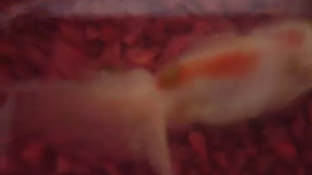 Argulus.MOV смотреть онлайн